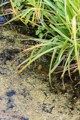 Federsee, Ried in Bad Buchau