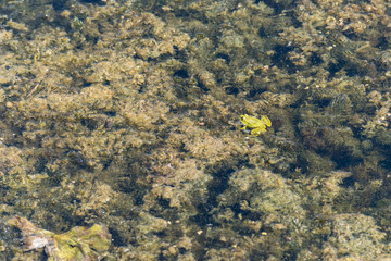 Federsee, Ried in Bad Buchau