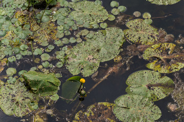 Federsee, Ried in Bad Buchau