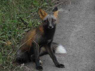  ВСТРЕЧА НА ДОРОГЕ...и не боится, попрошайка! о. Сахалин!