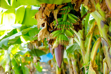 green banana field © Niks Ads