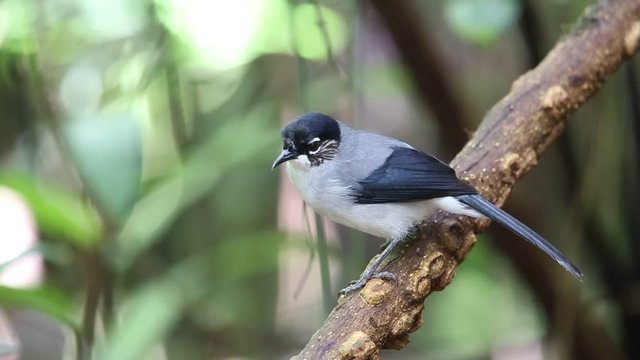 Black-headed Sibia (Heterophasia desgodinsi robinsoni) in Da lat, Vietnam