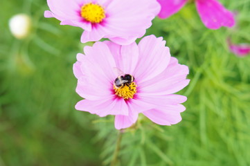 Obraz premium Cosmos and bumblebee