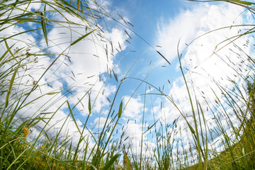 Nature background, grass and sky