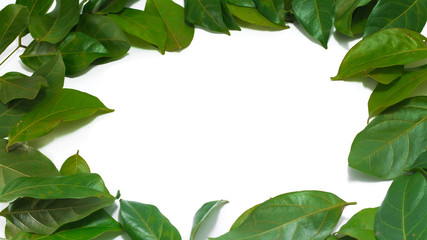 Naklejka premium Copy space Leaves White background Archidendron jiringa (Jack) I.C. Nielsen.