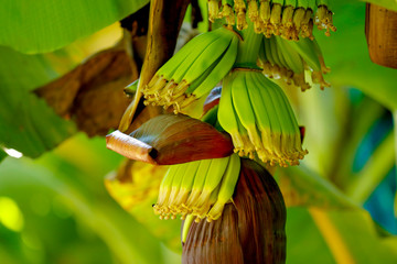 green banana field © Niks Ads