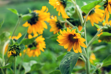 Yellow sunflowers blooming in a garden on a green background