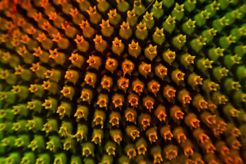 Fototapeta premium Macro and abstract sunflower