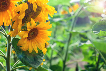 Yellow sunflowers blooming in a garden on a green background