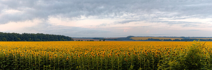 yellow field of sunflowers at dawn with spectacular sky.