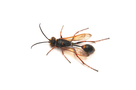  Sceliphron curvatum wasp