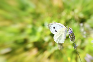 La bianca farfalla sul fiore di lavanda