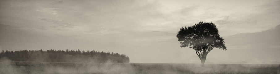 Morning landscape with fog. Belarus. Lonely tree in the field.