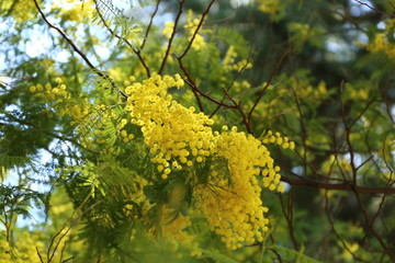 Flores Amarillas