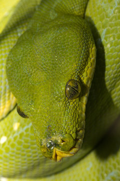Green tree python (Morelia viridis).