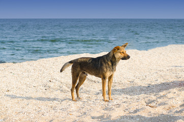 Fototapeta na wymiar A dog stands on the beach of the sea in the sand with seashells against the background of the sea and the blue sky in Ukraine in the summer