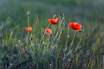 Obraz premium red poppies growing on the roadside in the grass.