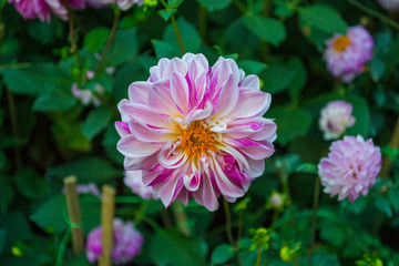 Fototapeta premium Beautiful Pink(Lilac) and White Dahlia with Yellow Center Isolated on the bush bluming in Singapore Flower Dome.