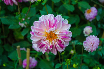 Beautiful Pink(Lilac) and White Dahlia with Yellow Center Isolated on the bush bluming in Singapore Flower Dome.