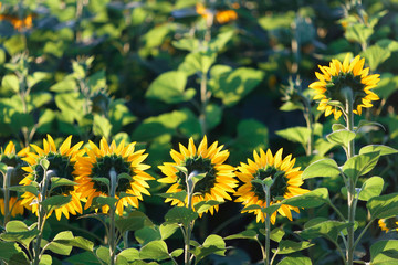 sunflower head turned toward the sun in the morning.
