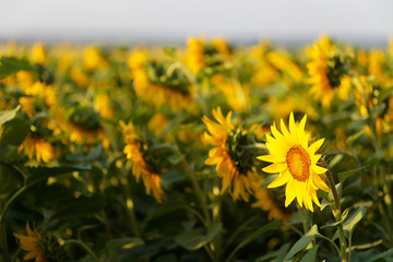 sunflower head turned toward the sun in the morning.