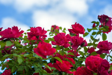 Red roses with buds on a background of a green bush. Bush of red roses is blooming in the background of a blue sky with clouds.