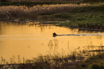 Doggy Paddle © Adriansart