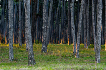 trunks of a pine forest in the morning sun.