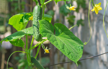 growing cucumbers in the garden