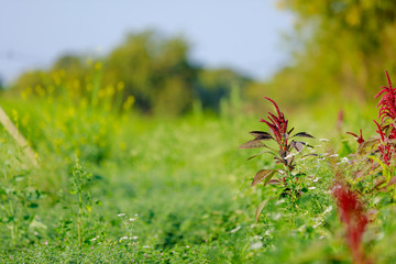 Amaranth grain field