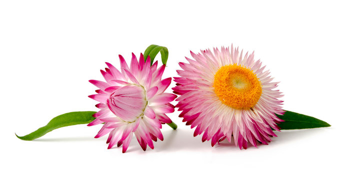 Bl&uuml;ten der Strohblume