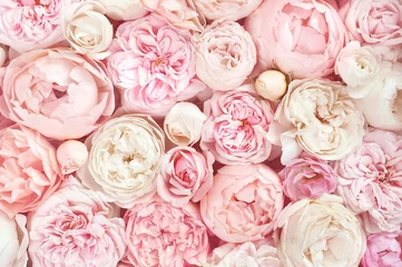 Crédence de cuisine en verre imprimé Roses Fleur d& 39 été délicate rose sur fond festif de fleurs en fleurs, carte florale pastel et bouquet doux