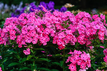 bright pink phlox on the flower bed in the garden