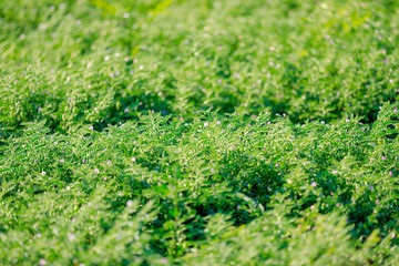 Fresh Green Chickpeas field , Chick peas also known as harbara or harbhara in hindi and Cicer is scientific name,