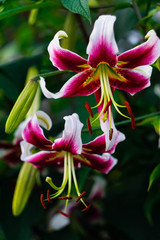 bright pink with a white lilies on a green background