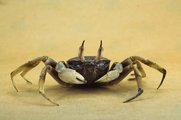 Ghost crab Brown background Ocypode ceratophthalmus from phuket Thailand