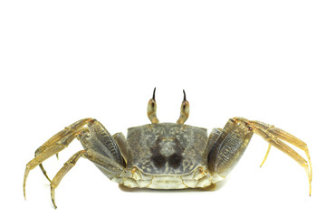 White background Horn-eyed ghost crab Ocypode ceratophthalmus form Phuket Thailand