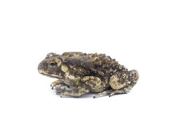 Toad White Background form phuket Thailand