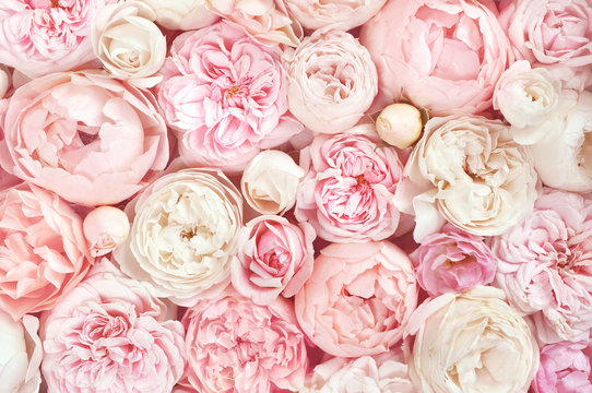 Fototapeta Lato kwitnąca delikatna róża na kwitnącym tle kwitnących kwiatów, pastelowa i miękka karta kwiatowy bukiet