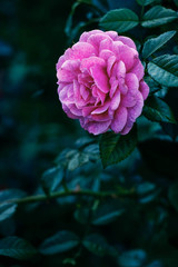 lush pink rose on the background of greenery in the garden