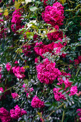 Fototapeta na wymiar lush pink roses on a green background in the garden