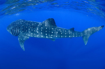 Whale Shark Swimming and Feeding on Ocean Surace in Isla Mujeres, Mexico