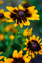 yellow rudbecia on blurred green background