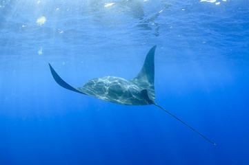Giant Manta Rays Swimming and Feeding on Ocean Surface of Isla Mujeres, Mexico