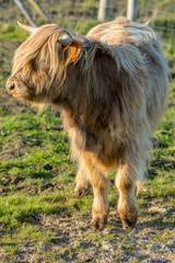 VACHE HIGHLAND