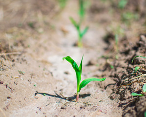 corn sprouts field