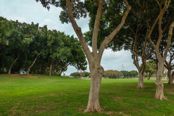 View of Yarkon Park at cloudy day, Tel Aviv, Israel