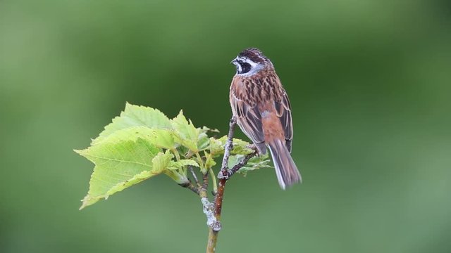 Meadow Bunting (Emberiza cioides) male in Japan