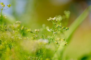 green Coriander field