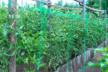 Green unripe tomatoes in a small home garden